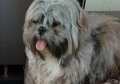 шест щастие любов, порода Ши Тцу , снимка 5