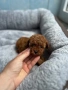 Пудел Той/Poodle toy, снимка 6