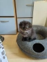Шотландски клепоухи, снимка 6