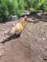 Петли и кокошки , снимка 2