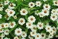 Zinnia angustifolia / Циния нискостеблена, снимка 3