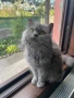 Подарявам британска котка, снимка 1