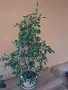 Продавам фокус Бенджамин със зелени листа. , снимка 1