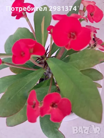 Исусов венец(червен), снимка 2 - Стайни растения - 55569470