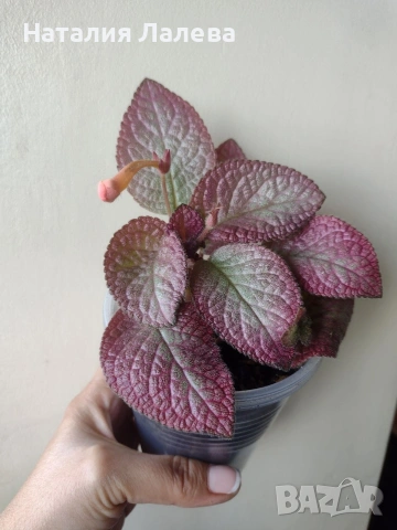 Еписция, episcia Strawberry patch, снимка 2 - Стайни растения - 55231149