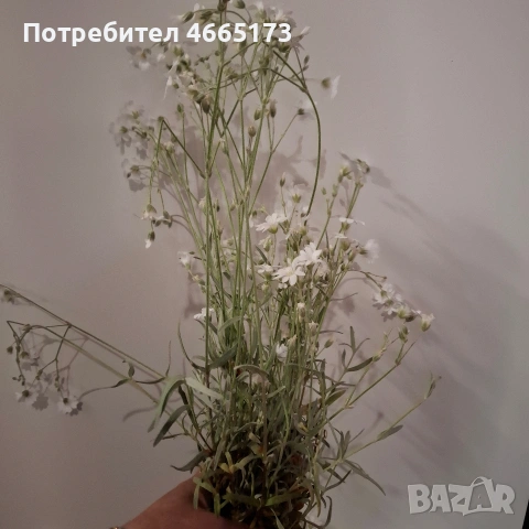 Растение Рожец, снимка 4 - Градински цветя и растения - 54542972
