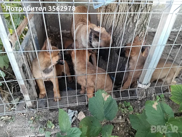 Белгийски овчарки, Малиноа , снимка 8 - Белгийска овчарка - 55578024