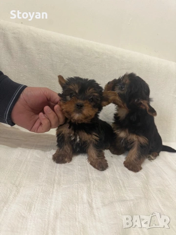 Продавам йоркита