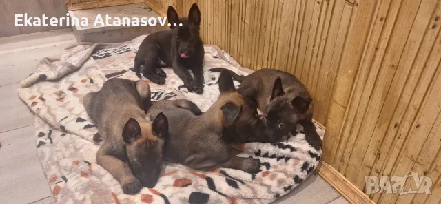 Белгийска овчарка малиноа, снимка 2 - Белгийска овчарка - 55655285