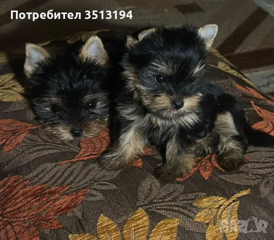 супер мини джудженце, снимка 3 - Йоркширски териер - 55418143
