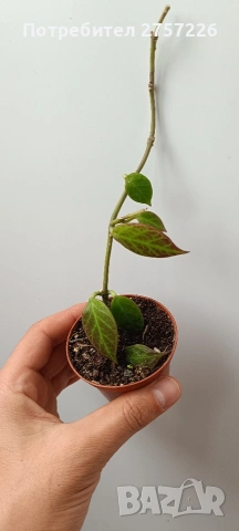 Hoya sunrise , снимка 2 - Стайни растения - 54652045