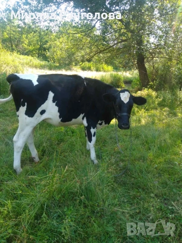 ПРОДАВАТ СЕ ТЕЛЕТА И ЩРАУС!, снимка 3 - За селскостопански - 55138383