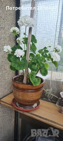 Разкошно бяло мушкато Намалено!, снимка 3 - Стайни растения - 41373576