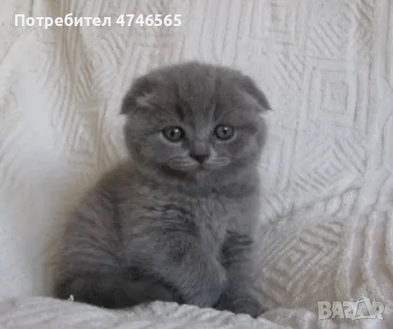 шотландска клепоуха, снимка 2 - Британска късокосместа - 55424238