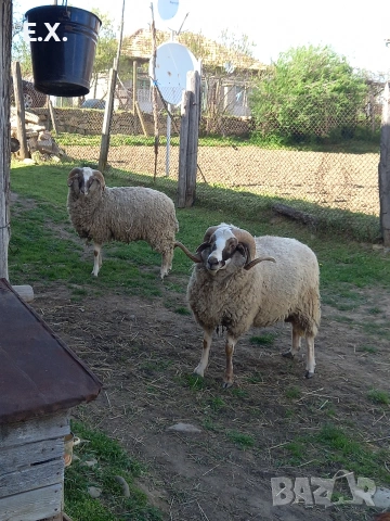 Кочове , снимка 9 - Овце - 54293399