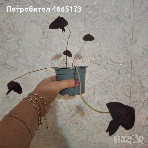 Комплект Цветя Детелини, снимка 6 - Стайни растения - 55017101