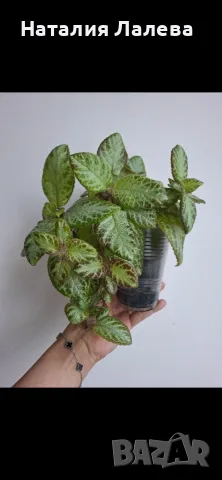 Еписция, episcia Silver sheen