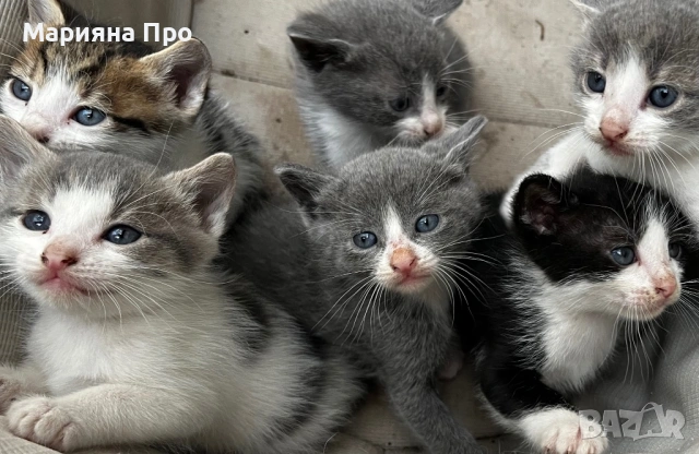 Подарявам малки котенца на  1 месец, снимка 6 - Други - 54511467