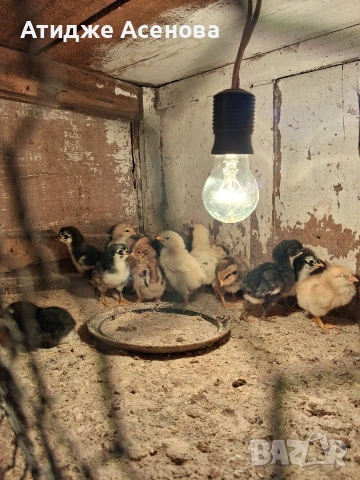 продавам пиленца , снимка 3 - Кокошки и пуйки - 54630947