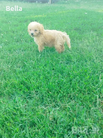 Малтипу/Maltipoo, снимка 16 - Пудели - 55166935