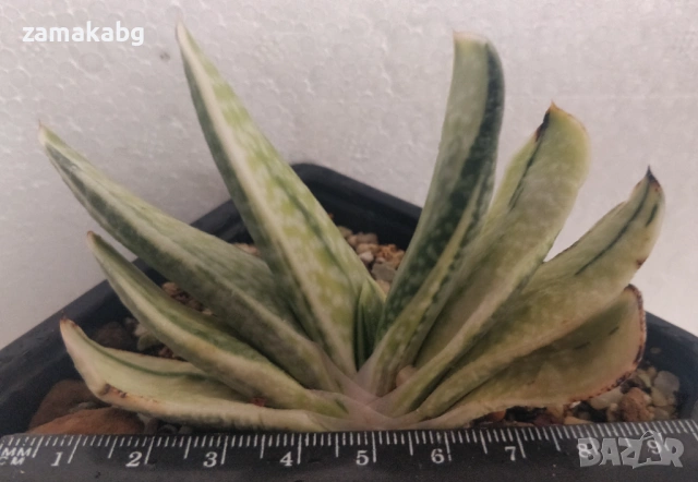 Гастерия (GASTERIA CARINATA RETUSA VARIEGATA VARIEGATED), рядко сукулентно растение