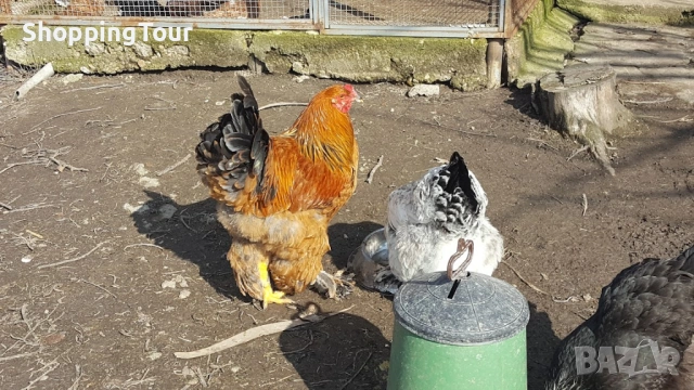 Брами ,яйца ,пилета и големите