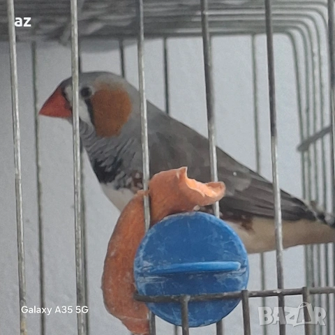 продавам или бартер , снимка 2 - Амадини - 54902890