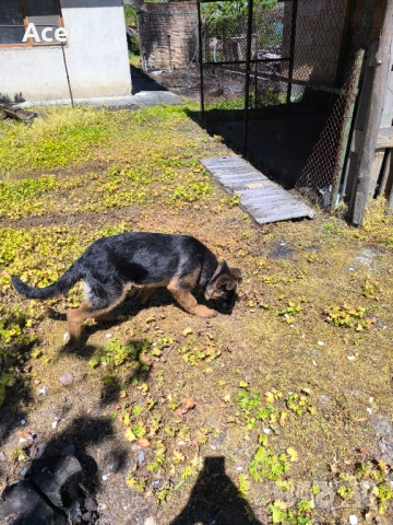 Чисто кръвна Немска овчарка на 4 месеца женска , снимка 4 - Немска овчарка - 54319285