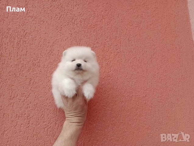 Мъжки и женски Померани. Реални снимки!, снимка 17 - Померан - 54044686