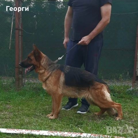 Немски овчарки с родословие, снимка 4 - Немска овчарка - 52227880