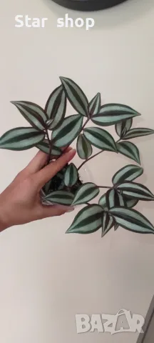 Tradescantia (Традесканция Зебрина )