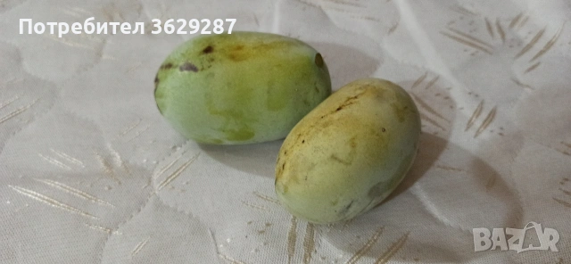 Asimina triloba, Асимина, Пау-пау, Индиански банан, снимка 5 - Градински цветя и растения - 55008778