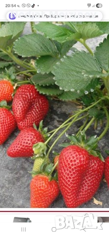 ЯГОДИ ПЛОД, снимка 11 - Домашни продукти - 54558810