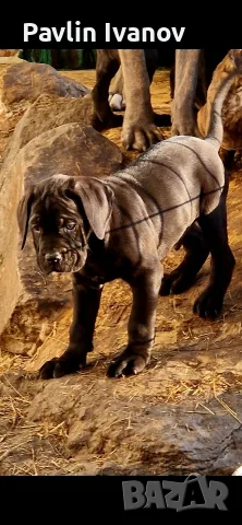 Родословни (25%)малки Кане Корсо, снимка 10 - Кане корсо - 55649678