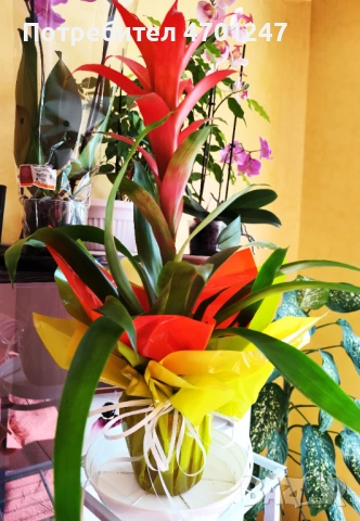 Декоративно цвете Гузмания, снимка 8 - Стайни растения - 53981816