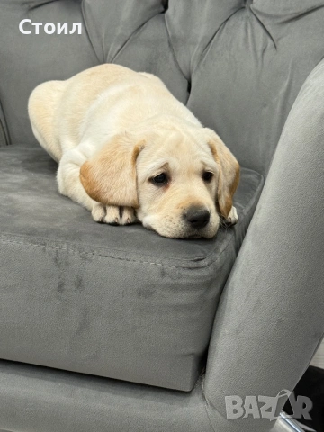 Чистокръвни Лаабрадор Ретривар., снимка 8 - Лабрадор ретривър - 54199666