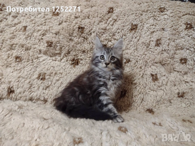 Котенца Мейн Куун момче и момиче, снимка 4 - Мейн кун - 55189751