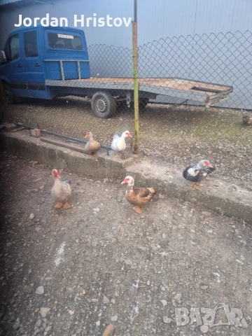 Продавам гъски патици и пуйки , снимка 18 - Патици и гъски - 53964312