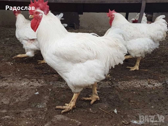 Кокошки Бройлери,петли , яйца, носачки,ярки,пилета, снимка 2 - Кокошки и пуйки - 27686230