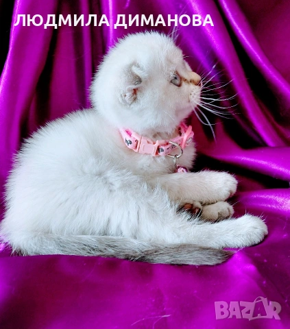 Скоттиш Фолд със сини очи , снимка 9 - Британска късокосместа - 54576395