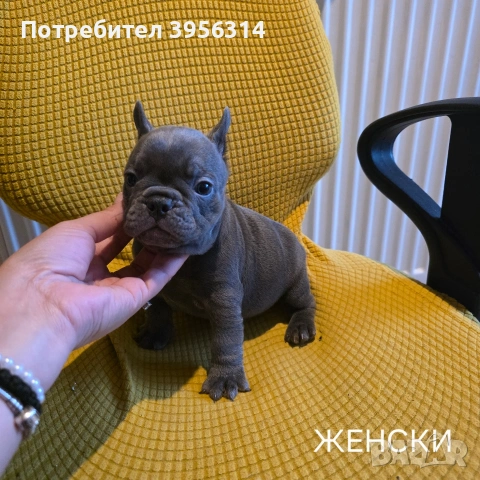 Френски булдог търси дом 🐾 Малки френски булдочета на 40 дни търсят своето  ново  семейство. , снимка 13 - Френски булдог - 54364366