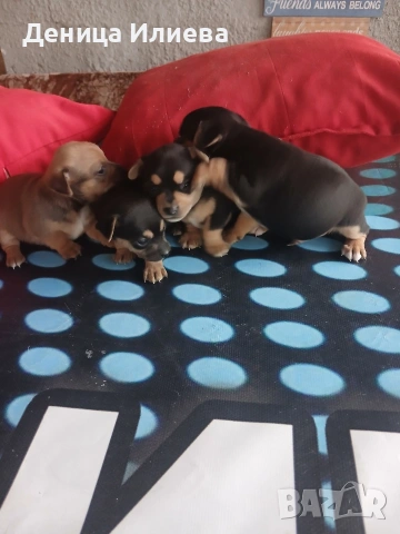 Пинчери на 40 дена, снимка 2 - Пинчер - 54167178