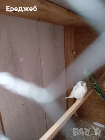 продавам папагали чифт