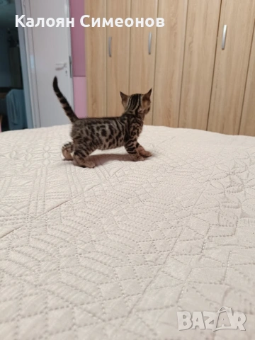 Бенгалски котета, снимка 3 - Бенгалски - 54357737