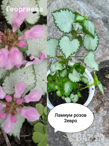 градински растения 