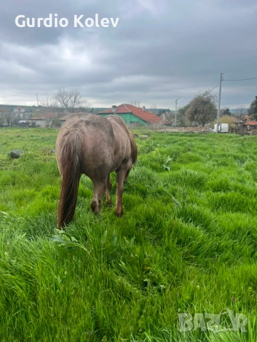 Прегатен Кон, снимка 2 - Коне - 54271866