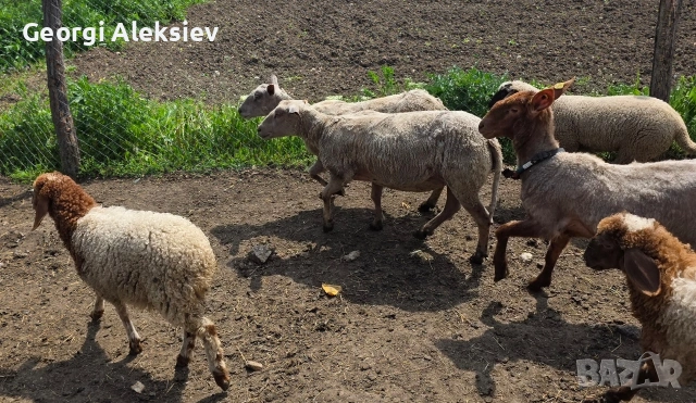 Млади месодайни овце. Мутон шароле, Съфолк и Романовски. , снимка 8 - Овце - 54501512