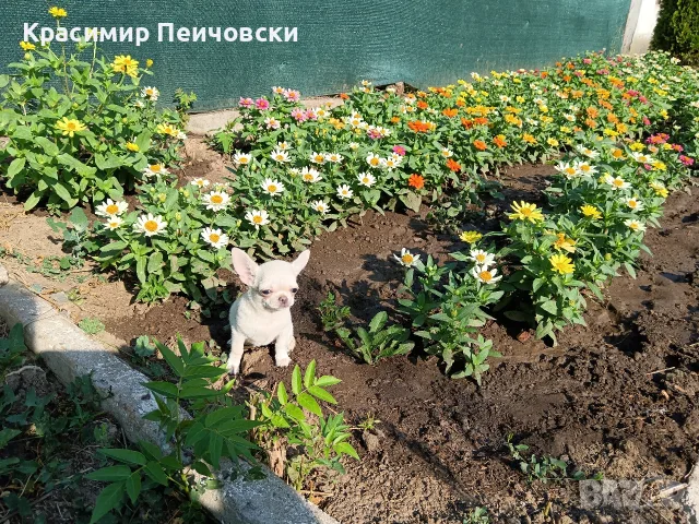 женско чихуахуа. , снимка 5 - Чихуахуа - 55636088