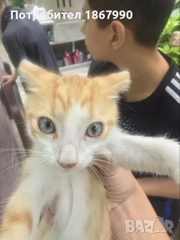 Котета търсят дом, снимка 4 - Други - 55517656