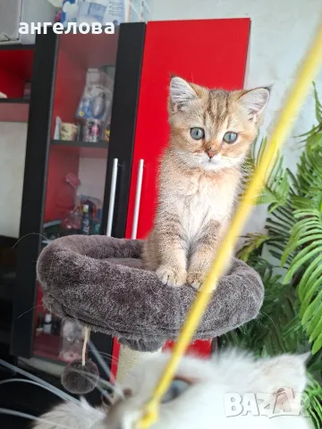 Британски и Шотландски котенца